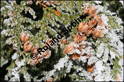 Abendländischer Lebensbaum, Thuja occidentalis, Cupressaceae, Thuja occidentalis, Abendländischer Lebensbaum, Amerikanischer Lebensbaum, fruchtend, im Winter mit Reif Kauf von 00976thuja_occidentalisimg_5080.jpg