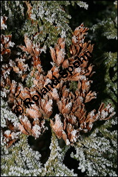 Abendländischer Lebensbaum, Thuja occidentalis, Cupressaceae, Thuja occidentalis, Abendländischer Lebensbaum, Amerikanischer Lebensbaum, fruchtend, im Winter mit Reif Kauf von 00976thuja_occidentalisimg_5081.jpg