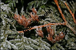 Abendländischer Lebensbaum, Thuja occidentalis, Cupressaceae, Thuja occidentalis, Abendländischer Lebensbaum, Amerikanischer Lebensbaum, fruchtend, im Winter mit Reif Kauf von 00976thuja_occidentalisimg_5082.jpg