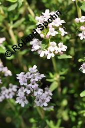 Echter Thymian, Garten-Thymian, Gewürz-Thymian, Thymus vulgaris, Thymus vulgaris, Echter Thymian, Garten-Thymian, Gewürz-Thymian, Lamiaceae, Blühend Kauf von 00978_thymus_vulgaris_dsc_3910.jpg