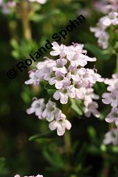 Echter Thymian, Garten-Thymian, Gewürz-Thymian, Thymus vulgaris, Thymus vulgaris, Echter Thymian, Garten-Thymian, Gewürz-Thymian, Lamiaceae, Blühend Kauf von 00978_thymus_vulgaris_dsc_3911.jpg