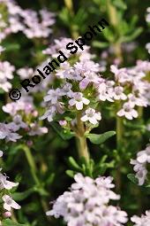 Echter Thymian, Garten-Thymian, Gewürz-Thymian, Thymus vulgaris, Thymus vulgaris, Echter Thymian, Garten-Thymian, Gewürz-Thymian, Lamiaceae, Blühend Kauf von 00978_thymus_vulgaris_dsc_3912.jpg
