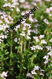 Echter Thymian, Garten-Thymian, Gewürz-Thymian, Thymus vulgaris, Thymus vulgaris, Echter Thymian, Garten-Thymian, Gewürz-Thymian, Lamiaceae, Blühend Kauf von 00978_thymus_vulgaris_dsc_3913.jpg