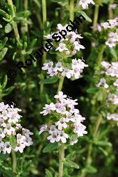 Echter Thymian, Garten-Thymian, Gewürz-Thymian, Thymus vulgaris, Thymus vulgaris, Echter Thymian, Garten-Thymian, Gewürz-Thymian, Lamiaceae, Blühend Kauf von 00978_thymus_vulgaris_dsc_3914.jpg