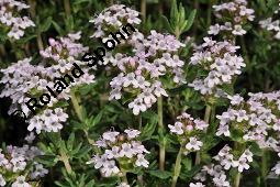 Echter Thymian, Garten-Thymian, Gewürz-Thymian, Thymus vulgaris, Thymus vulgaris, Echter Thymian, Garten-Thymian, Gewürz-Thymian, Lamiaceae, Blühend Kauf von 00978_thymus_vulgaris_dsc_3916.jpg