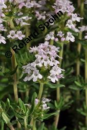 Echter Thymian, Garten-Thymian, Gewürz-Thymian, Thymus vulgaris, Thymus vulgaris, Echter Thymian, Garten-Thymian, Gewürz-Thymian, Lamiaceae, Blühend Kauf von 00978_thymus_vulgaris_dsc_3917.jpg