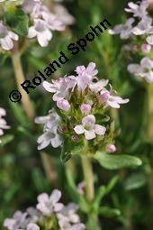 Echter Thymian, Garten-Thymian, Gewürz-Thymian, Thymus vulgaris, Thymus vulgaris, Echter Thymian, Garten-Thymian, Gewürz-Thymian, Lamiaceae, Blühend Kauf von 00978_thymus_vulgaris_dsc_3918.jpg