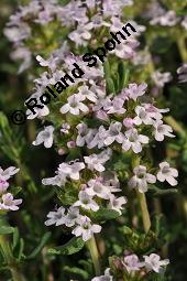 Echter Thymian, Garten-Thymian, Gewürz-Thymian, Thymus vulgaris, Thymus vulgaris, Echter Thymian, Garten-Thymian, Gewürz-Thymian, Lamiaceae, Blühend Kauf von 00978_thymus_vulgaris_dsc_3919.jpg