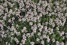 Echter Thymian, Garten-Thymian, Gewürz-Thymian, Thymus vulgaris, Thymus vulgaris, Echter Thymian, Garten-Thymian, Gewürz-Thymian, Lamiaceae, Blühend Kauf von 00978_thymus_vulgaris_dsc_3920.jpg