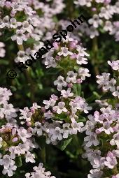 Echter Thymian, Garten-Thymian, Gewürz-Thymian, Thymus vulgaris, Thymus vulgaris, Echter Thymian, Garten-Thymian, Gewürz-Thymian, Lamiaceae, Blühend Kauf von 00978_thymus_vulgaris_dsc_3921.jpg