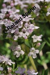 Echter Thymian, Garten-Thymian, Gewürz-Thymian, Thymus vulgaris, Thymus vulgaris, Echter Thymian, Garten-Thymian, Gewürz-Thymian, Lamiaceae, Blühend Kauf von 00978_thymus_vulgaris_dsc_3922.jpg