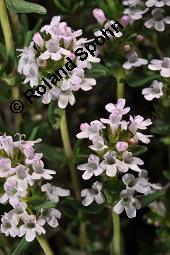 Echter Thymian, Garten-Thymian, Gewürz-Thymian, Thymus vulgaris, Thymus vulgaris, Echter Thymian, Garten-Thymian, Gewürz-Thymian, Lamiaceae, Blühend Kauf von 00978_thymus_vulgaris_dsc_3923.jpg
