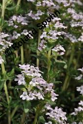 Echter Thymian, Garten-Thymian, Gewürz-Thymian, Thymus vulgaris, Thymus vulgaris, Echter Thymian, Garten-Thymian, Gewürz-Thymian, Lamiaceae, Blühend Kauf von 00978_thymus_vulgaris_dsc_3924.jpg