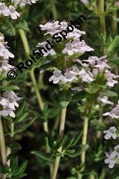 Echter Thymian, Garten-Thymian, Gewürz-Thymian, Thymus vulgaris, Thymus vulgaris, Echter Thymian, Garten-Thymian, Gewürz-Thymian, Lamiaceae, Blühend Kauf von 00978_thymus_vulgaris_dsc_3925.jpg