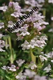 Echter Thymian, Garten-Thymian, Gewürz-Thymian, Thymus vulgaris, Thymus vulgaris, Echter Thymian, Garten-Thymian, Gewürz-Thymian, Lamiaceae, Blühend Kauf von 00978_thymus_vulgaris_dsc_3926.jpg