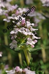 Echter Thymian, Garten-Thymian, Gewürz-Thymian, Thymus vulgaris, Thymus vulgaris, Echter Thymian, Garten-Thymian, Gewürz-Thymian, Lamiaceae, Blühend Kauf von 00978_thymus_vulgaris_dsc_3927.jpg