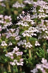 Echter Thymian, Garten-Thymian, Gewürz-Thymian, Thymus vulgaris, Thymus vulgaris, Echter Thymian, Garten-Thymian, Gewürz-Thymian, Lamiaceae, Blühend Kauf von 00978_thymus_vulgaris_dsc_3928.jpg