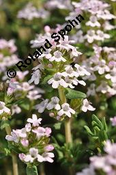 Echter Thymian, Garten-Thymian, Gewürz-Thymian, Thymus vulgaris, Thymus vulgaris, Echter Thymian, Garten-Thymian, Gewürz-Thymian, Lamiaceae, Blühend Kauf von 00978_thymus_vulgaris_dsc_3929.jpg