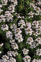 Echter Thymian, Garten-Thymian, Gewürz-Thymian, Thymus vulgaris, Thymus vulgaris, Echter Thymian, Garten-Thymian, Gewürz-Thymian, Lamiaceae, Blühend Kauf von 00978_thymus_vulgaris_dsc_3930.jpg