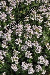 Echter Thymian, Garten-Thymian, Gewürz-Thymian, Thymus vulgaris, Thymus vulgaris, Echter Thymian, Garten-Thymian, Gewürz-Thymian, Lamiaceae, Blühend Kauf von 00978_thymus_vulgaris_dsc_3931.jpg