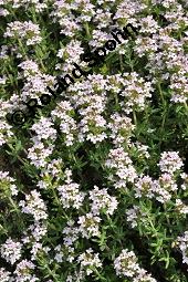 Echter Thymian, Garten-Thymian, Gewürz-Thymian, Thymus vulgaris, Thymus vulgaris, Echter Thymian, Garten-Thymian, Gewürz-Thymian, Lamiaceae, Blühend Kauf von 00978_thymus_vulgaris_dsc_3932.jpg