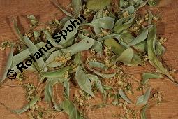 Winter-Linde, Tilia cordata, Tiliaceae, Tilia cordata, Winter-Linde, Habitus Kauf von 00979_tilia_cordata_dsc_5366.jpg