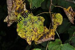 Winter-Linde, Tilia cordata, Tiliaceae, Tilia cordata, Winter-Linde, Habitus Kauf von 00979_tilia_cordata_dsc_6140.jpg