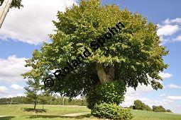 Sommer-Linde, Tilia platyphyllos, Tiliaceae, Tilia platyphyllos, Sommer-Linde, Habitus blühend Kauf von 00980_tilia_platyphyllos_dsc_0176.jpg