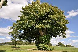 Sommer-Linde, Tilia platyphyllos, Tiliaceae, Tilia platyphyllos, Sommer-Linde, Habitus blühend Kauf von 00980_tilia_platyphyllos_dsc_0178.jpg