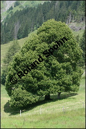 Sommer-Linde, Tilia platyphyllos, Tiliaceae, Tilia platyphyllos, Sommer-Linde, Habitus blühend Kauf von 00980tilia_platyphyllosimg_3234.jpg