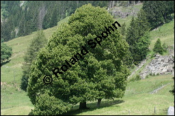 Sommer-Linde, Tilia platyphyllos, Tiliaceae, Tilia platyphyllos, Sommer-Linde, Habitus blühend Kauf von 00980tilia_platyphyllosimg_3235.jpg