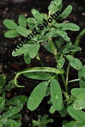 Bockhornklee, Griechisch Heu, Trigonella foenum-graecum, Fabaceae, Trigonella foenum-graecum, Bockshornklee, Griechisch Heu, fruchtend Kauf von 00984_trigonella_foenum_graecum_dsc_5074.jpg