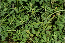 Bockhornklee, Griechisch Heu, Trigonella foenum-graecum, Fabaceae, Trigonella foenum-graecum, Bockshornklee, Griechisch Heu, fruchtend Kauf von 00984trigonella_foenum-graecumimg_8771.jpg