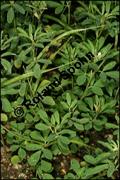 Bockhornklee, Griechisch Heu, Trigonella foenum-graecum, Fabaceae, Trigonella foenum-graecum, Bockshornklee, Griechisch Heu, fruchtend Kauf von 00984trigonella_foenum-graecumimg_8772.jpg