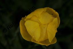 Trollblume, Trollius europaeus, Ranunculaceae, Trollius europaeus, Trollblume, Blüte Kauf von 00986_trollius_europaeus_dsc_1473.jpg
