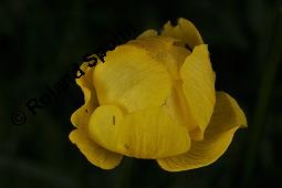 Trollblume, Trollius europaeus, Ranunculaceae, Trollius europaeus, Trollblume, Blüte Kauf von 00986_trollius_europaeus_dsc_1474.jpg