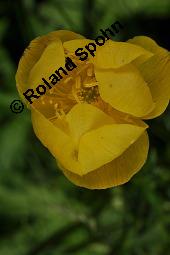 Trollblume, Trollius europaeus, Ranunculaceae, Trollius europaeus, Trollblume, Blüte Kauf von 00986_trollius_europaeus_dsc_1475.jpg