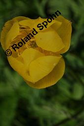 Trollblume, Trollius europaeus, Ranunculaceae, Trollius europaeus, Trollblume, Blüte Kauf von 00986_trollius_europaeus_dsc_1476.jpg