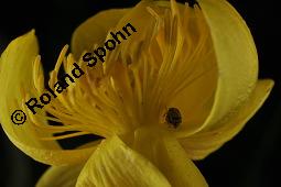Trollblume, Trollius europaeus, Ranunculaceae, Trollius europaeus, Trollblume, Blüte Kauf von 00986_trollius_europaeus_dsc_1478.jpg