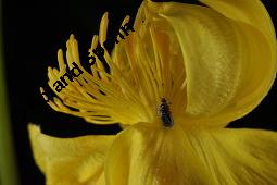 Trollblume, Trollius europaeus, Ranunculaceae, Trollius europaeus, Trollblume, Blüte Kauf von 00986_trollius_europaeus_dsc_1479.jpg