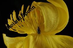 Trollblume, Trollius europaeus, Ranunculaceae, Trollius europaeus, Trollblume, Blüte Kauf von 00986_trollius_europaeus_dsc_1480.jpg