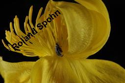 Trollblume, Trollius europaeus, Ranunculaceae, Trollius europaeus, Trollblume, Blüte Kauf von 00986_trollius_europaeus_dsc_1481.jpg