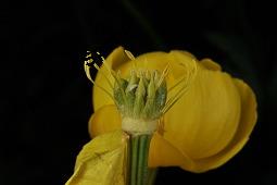 Trollblume, Trollius europaeus, Ranunculaceae, Trollius europaeus, Trollblume, Blüte Kauf von 00986_trollius_europaeus_dsc_1490.jpg