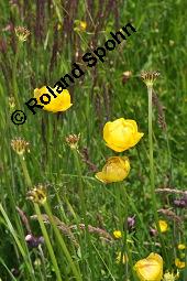 Trollblume, Trollius europaeus, Ranunculaceae, Trollius europaeus, Trollblume, Blüte Kauf von 00986_trollius_europaeus_dsc_1493.jpg