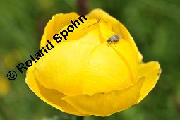 Trollblume, Trollius europaeus, Ranunculaceae, Trollius europaeus, Trollblume, Blüte Kauf von 00986_trollius_europaeus_dsc_1495.jpg