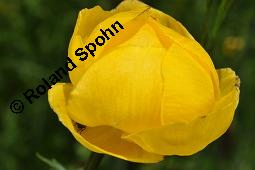 Trollblume, Trollius europaeus, Ranunculaceae, Trollius europaeus, Trollblume, Blüte Kauf von 00986_trollius_europaeus_dsc_1496.jpg