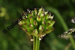 Trollblume, Trollius europaeus, Ranunculaceae, Trollius europaeus, Trollblume, Blüte Kauf von 00986_trollius_europaeus_dsc_1497.jpg