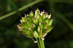 Trollblume, Trollius europaeus, Ranunculaceae, Trollius europaeus, Trollblume, Blüte Kauf von 00986_trollius_europaeus_dsc_1498.jpg