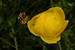 Trollblume, Trollius europaeus, Ranunculaceae, Trollius europaeus, Trollblume, Blüte Kauf von 00986_trollius_europaeus_dsc_1502.jpg