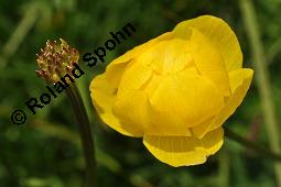 Trollblume, Trollius europaeus, Ranunculaceae, Trollius europaeus, Trollblume, Blüte Kauf von 00986_trollius_europaeus_dsc_1503.jpg